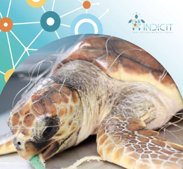 caretta 20