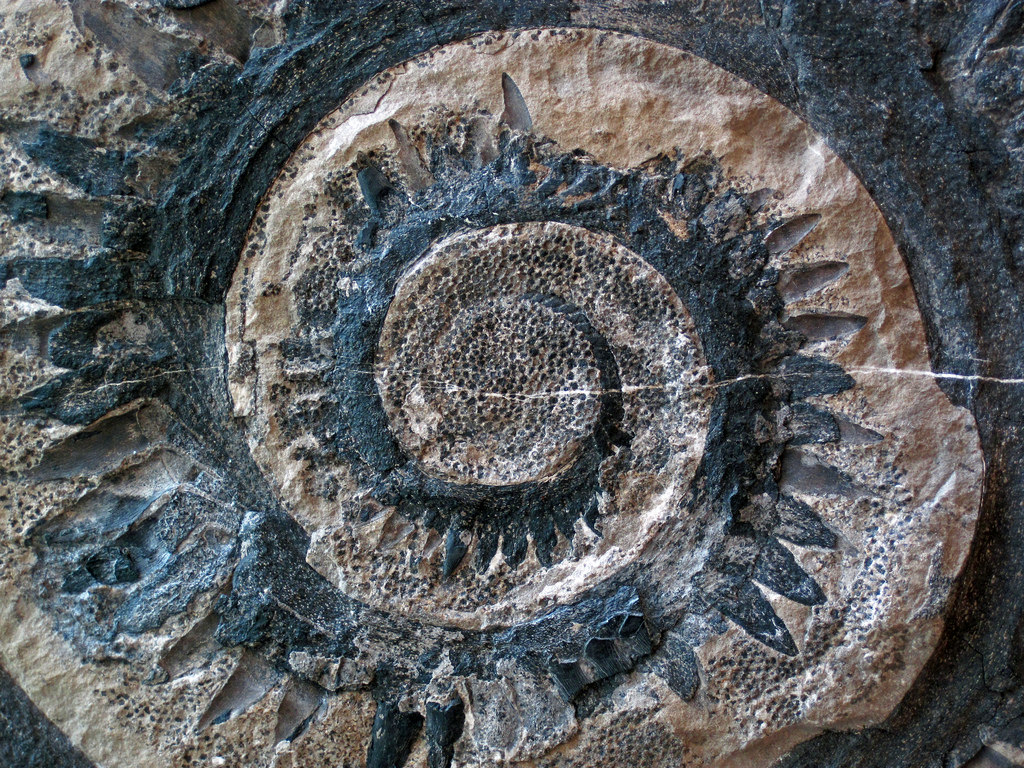 fossile2018